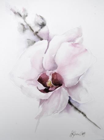 Миниатюра изображения: Орхидея белая №1