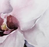 Миниатюра изображения: Орхидея белая №2